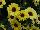Grandessa™ Argyranthemum Interspecific hybrid Yellow 