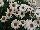 Grandessa™ Argyranthemum Interspecific hybrid White 