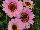 Grandessa™ Argyranthemum Interspecific hybrid Pink Halo 
