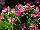 Suntory Flowers, Ltd.: Vinca  'Pink' 