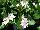 Suntory Flowers, Ltd.: Vinca  'White' 