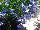 Suntory Flowers, Ltd.: Lobelia  'Trailing Sky Blue' 