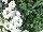 Suntory Flowers, Ltd.: Verbena  'Patio White Improved' 