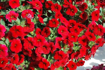 Suntory Flowers, Ltd.: Million Bells® Calibrachoa Bouquet Deep Red 