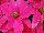 Suntory Flowers, Ltd.: Poinsettia  'Dark Pink' 
