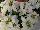 Suntory Flowers, Ltd.: Poinsettia  'Max White' 