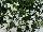 Suntory Flowers, Ltd.: Lobelia  'Compact White' 
