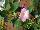 Suntory Flowers, Ltd.: Mandevilla  'Giant Pink' 