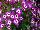 Suntory Flowers, Ltd.: Pericallis  'Magenta Bicolor' 