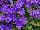 Suntory Flowers, Ltd.: Pericallis  'True Blue' 