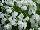 Suntory Flowers, Ltd.: Phlox  'White' 
