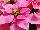 Suntory Flowers, Ltd.: Poinsettia  'Hot Pink' 
