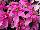 Suntory Flowers, Ltd.: Poinsettia  'Pink' 