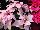 Suntory Flowers, Ltd.: Poinsettia  'Soft Pink' 