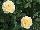 Suntory Flowers, Ltd.: Rose  'Yellow' 