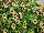 Suntory Flowers, Ltd.: Torenia  'Bouquet Gold' 