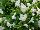Suntory Flowers, Ltd.: Torenia  'Bouquet White' 