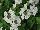 Suntory Flowers, Ltd.: Verbena  'Patio White' 