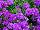 Suntory Flowers, Ltd.: Verbena  'Blue-Violet' 