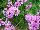 Suntory Flowers, Ltd.: Verbena  'Pink' 
