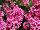 Suntory Flowers, Ltd.: Verbena  'Salmon' 