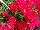 Suntory Flowers, Ltd.: Verbena  'Cherry Red' 