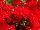 Suntory Flowers, Ltd.: Verbena  'Palm Red' 