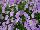 Suntory Flowers, Ltd.: Viola  'Aquamarine' 