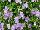 Suntory Flowers, Ltd.: Viola  'Cobalt Blue' 
