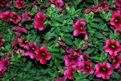 Plant Source International: Calitastic® Calibrachoa Plumberry Punch 