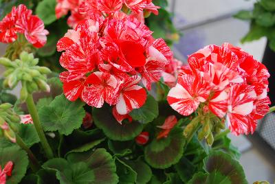 Glitter Pelargonium Orange 