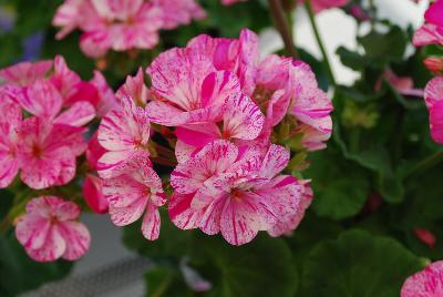 Glitter Pelargonium Pink 