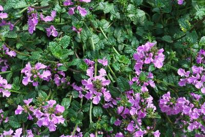  Stachys Lilac Falls 