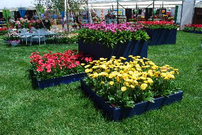 Gerbera @ Florist Holland, Spring Trials 2015: As seen at Florist Holland @ GroLink Spring Trials 2015.   Featuring several full lines of Gerbera in all shapes, colors and sizes.