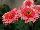 Florist Holland B.V.: Gerbera  'Bryce Canyon®' 