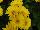Florist Holland B.V.: Gerbera  'Micro Yellow' 