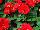 Florist Holland B.V.: Gerbera  'Mini Red' 
