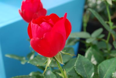 Greenheart Farms: Rose Kardinal Red Kolorscape™
